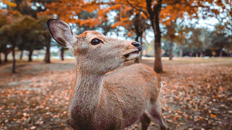 Nara Deer With Autumn Leaves