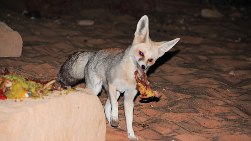 Desert Fox