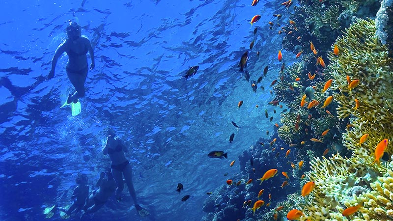 Diving in the Rea Sea