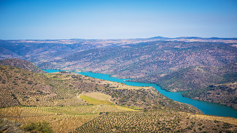 Douro River And Vineyards