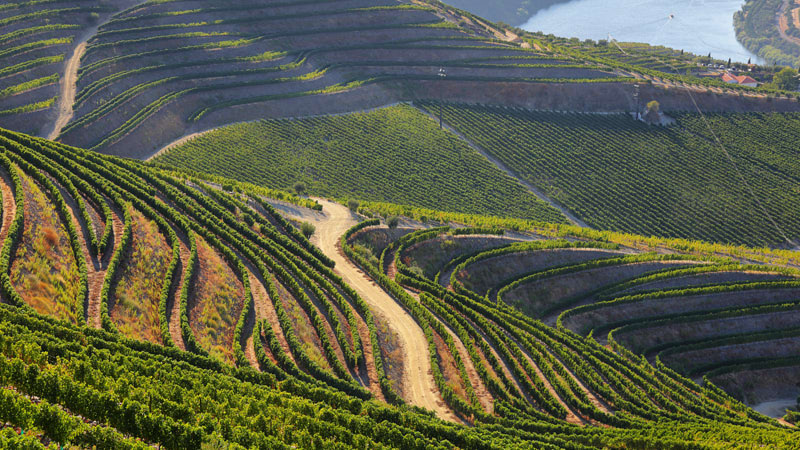 Terraced Vineyards Along the Douro River