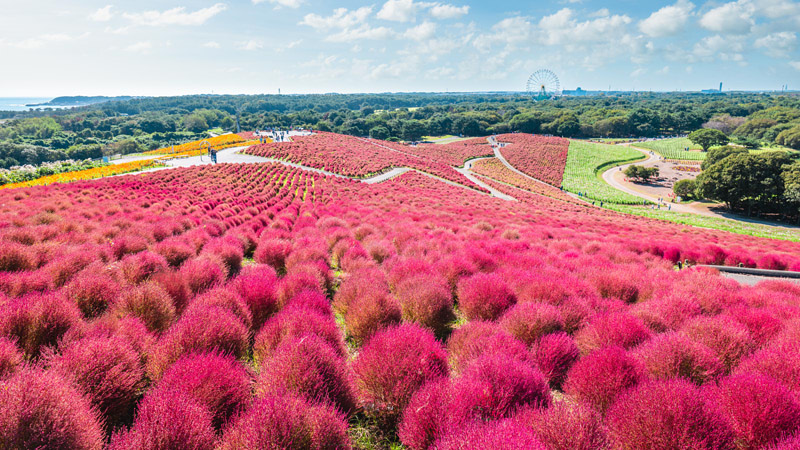 Fluffy Red Kochia Bushes in Hitachi Seaside Park