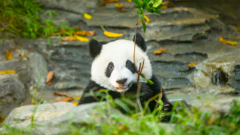 Cute giant panda