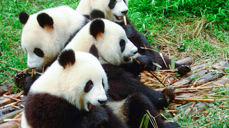 Giant Pandas in Sichuan