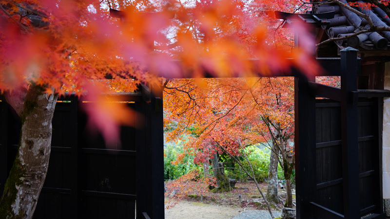 Autumn Foliage Around Traditional House