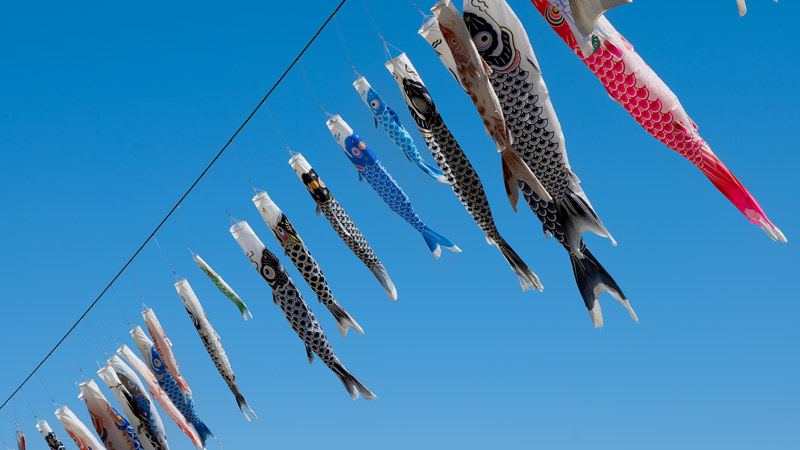 Koinobori, Carp Streamers