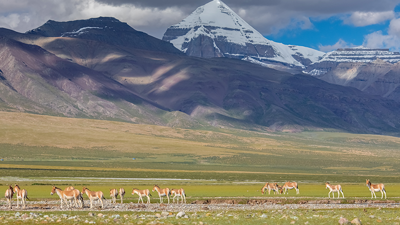 See Mt. Kailash from grassland