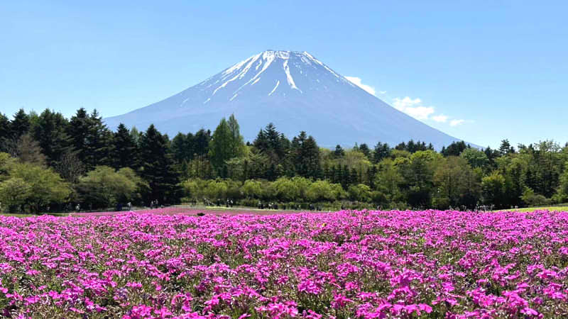 Mt. Fuji With Summer Blossoms