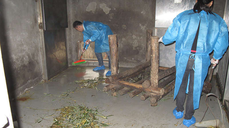 Panda Loving Program: Tidy up panda's room