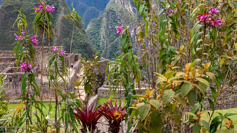 Plants & Flowers at Machu Picchu