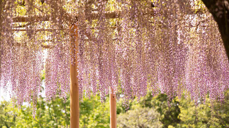 Japanese Wisteria Floribunda in the Kawachi Wisteria Garden