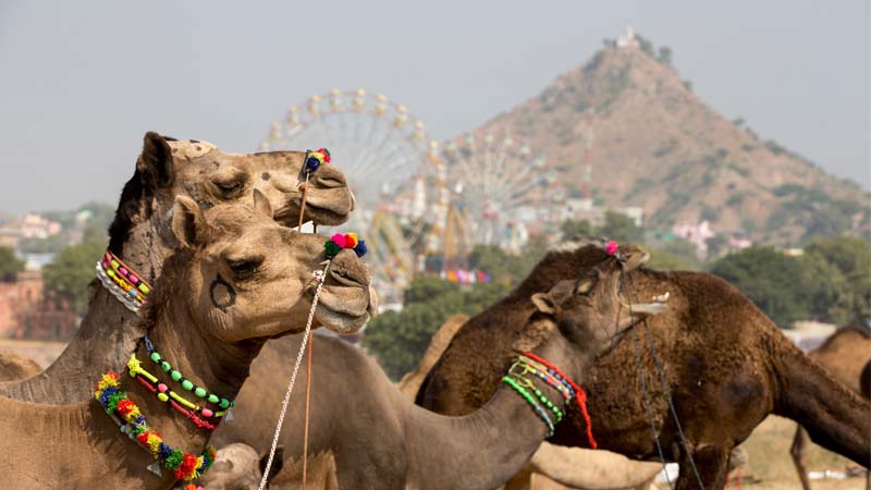 Pushkar Camel Fair