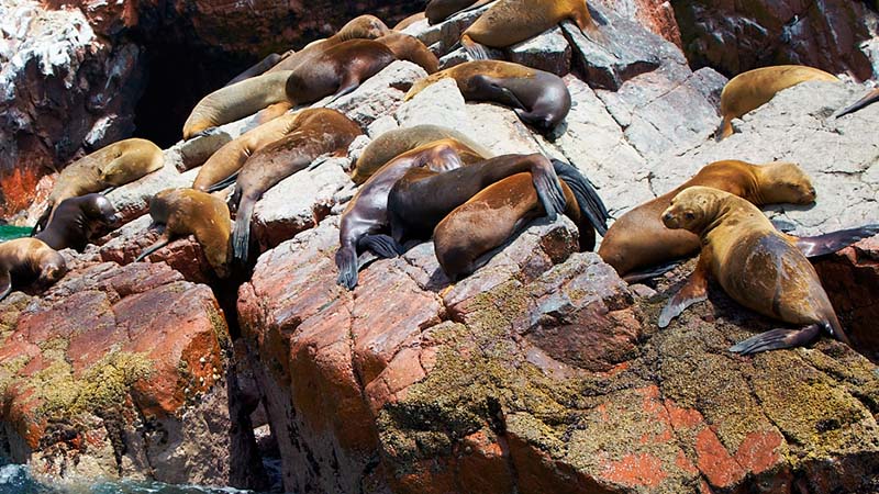 Sea Lions in Paracas National Reserve