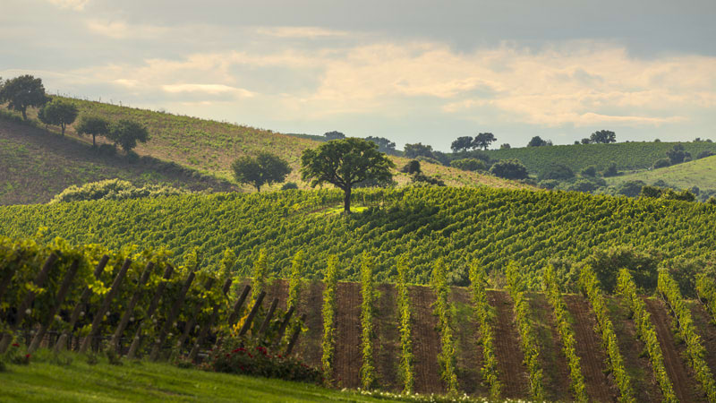 Lush Vineyard in Summer