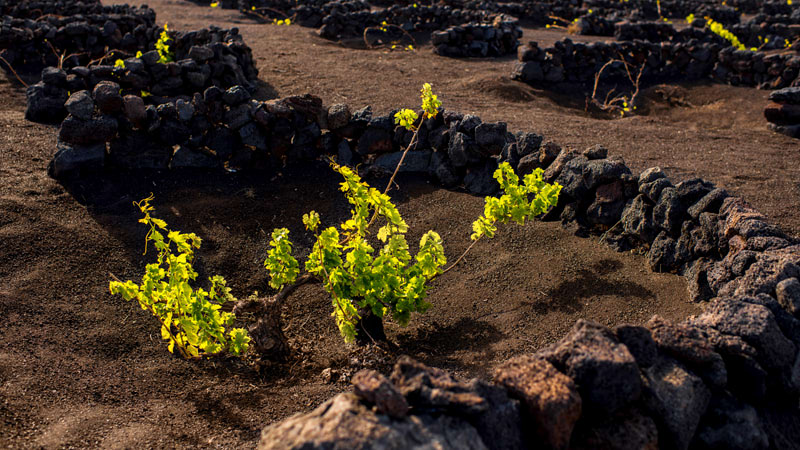 Volcano Vineyard on the Azores