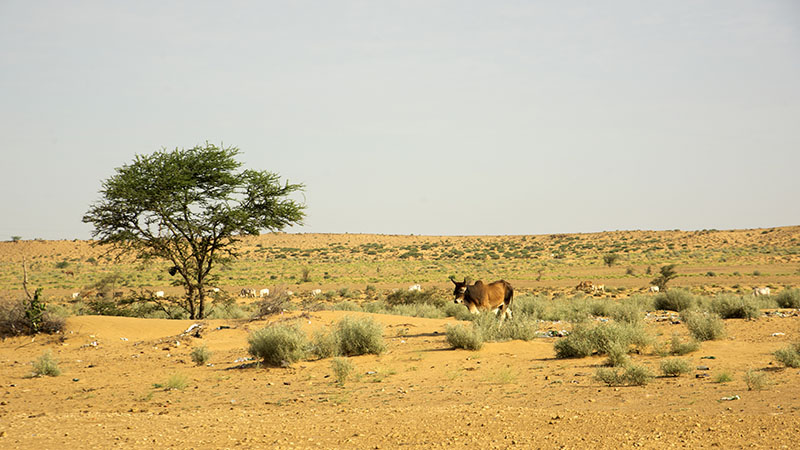 Wildlife in the Thar Desert