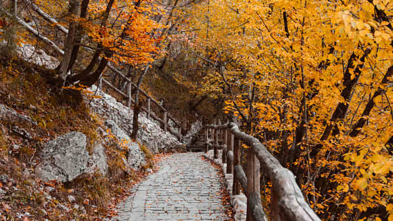 Autumn Leaves Around the Walkway