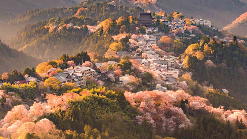Mt. Yoshino With Spring Cherry Blossoms 