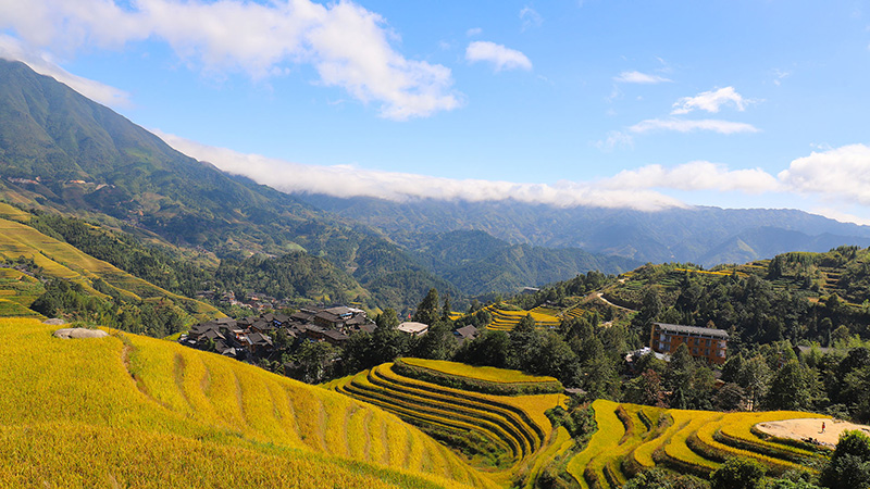 Longsheng Rice Terraces in Guilin