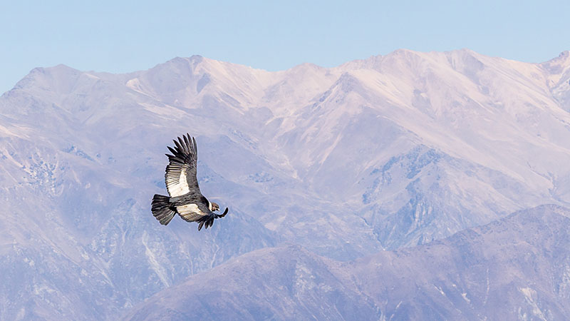 A Condor Flying in the Colca Canyon Sky