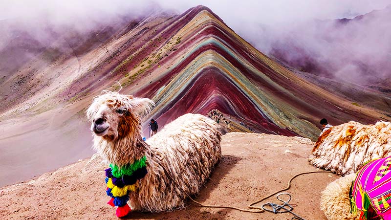 Alpacas Sitting on Vinicunca