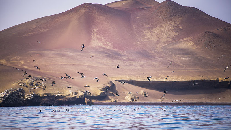 Ballestas Islands, Peru