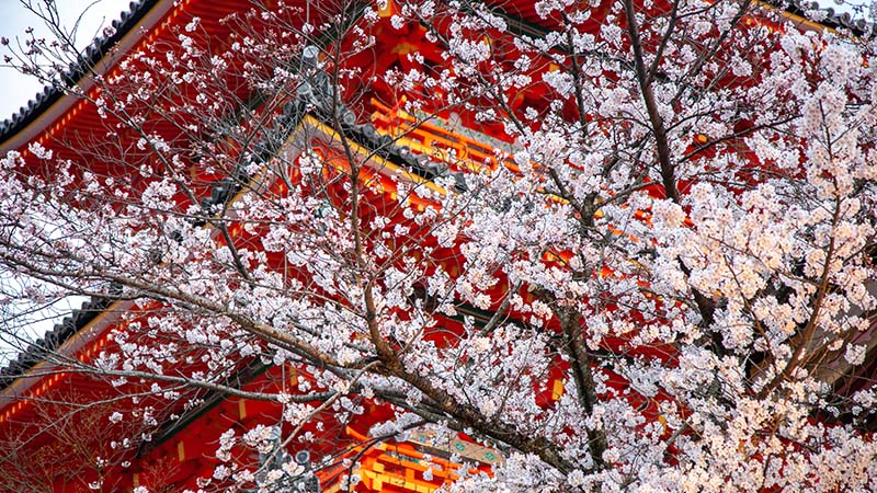 Cherry Blossoms in Kyoto