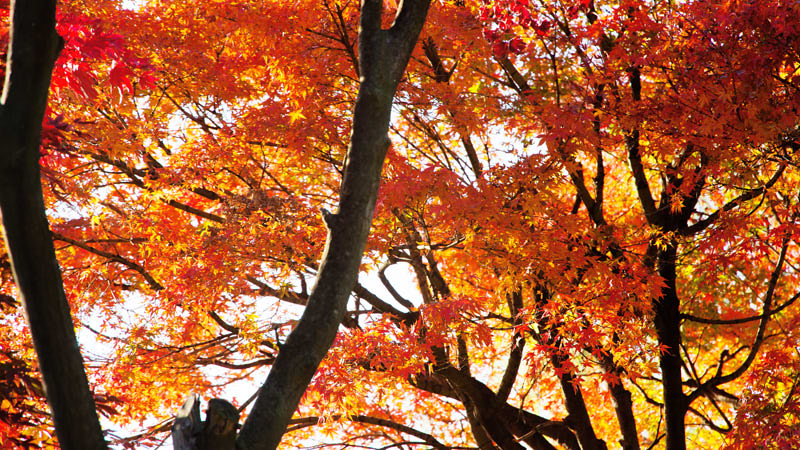 Fall Foliage Along the Yeongsil Trail