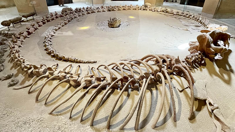 Fossilized Whale Skeletons in Faiyum's Museum