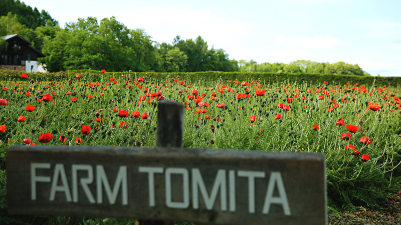 Farm Tomita in Furano