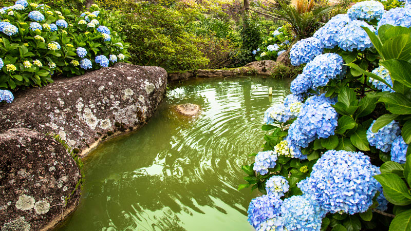 Hydrangeas After the Rain