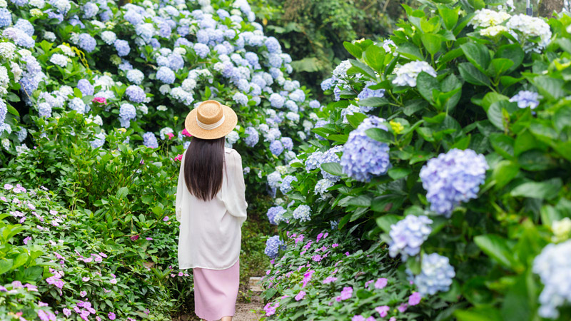 Enjoy Your Summer Hanami With Hydrangeas