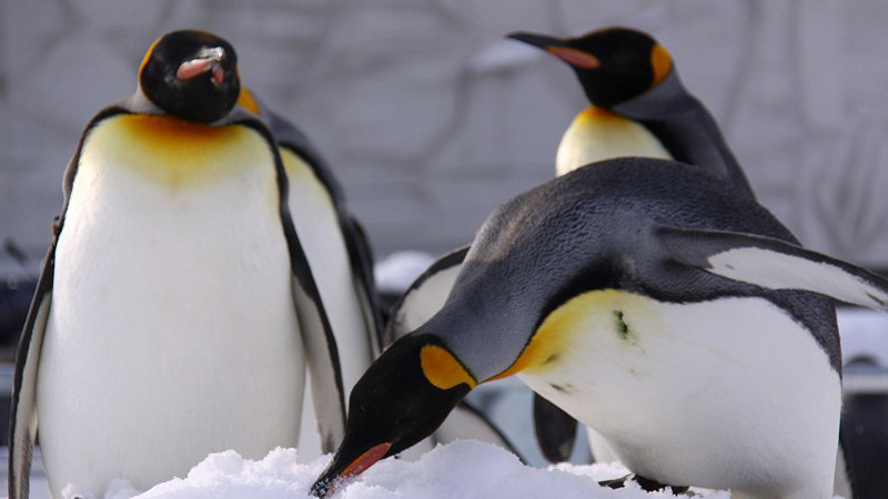 Penguins in Asahikawa Zoo