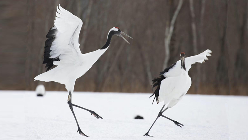 Red Crowned Cranes Dancing on the White Snow