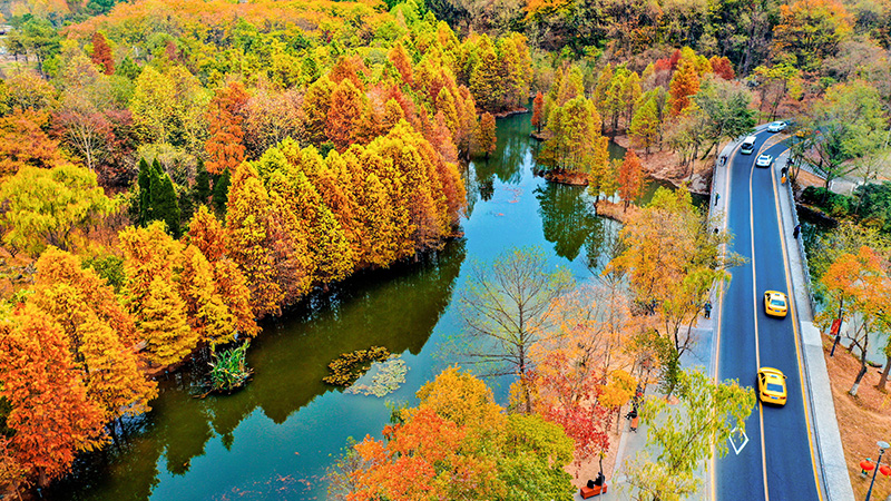Scenic autumn view in Nanjing,China