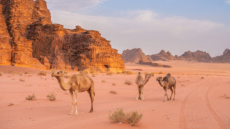 Camels in Wadi Rum