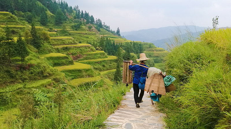 Visit the rice terraces in Zhaoxing Village