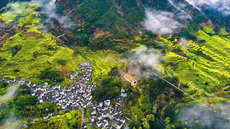 Rapeseed flowers fields in Wuyuan