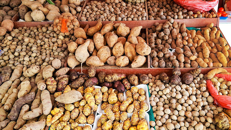 All Kinds of Potatoes in a Local Market, Peru