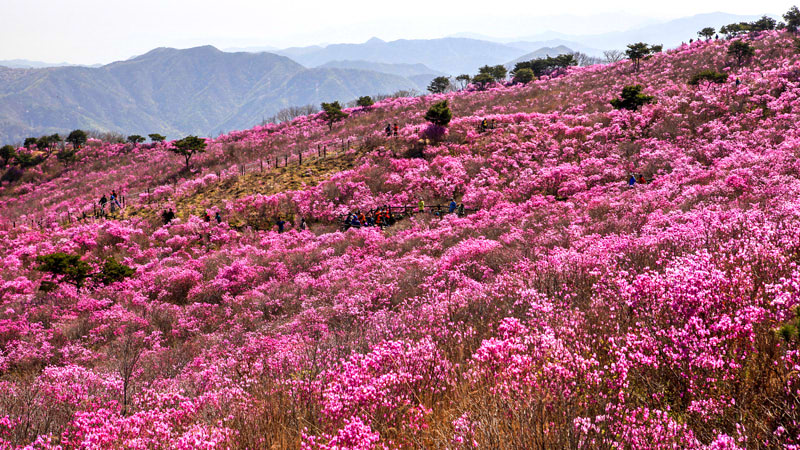 Azalea in Daegu in South Korea in April