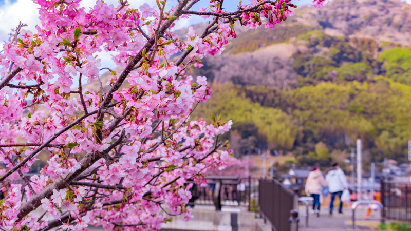 Early Cherry Blossoms in Kawazu Town