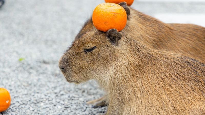 Capybara Enjoying at the Zoo