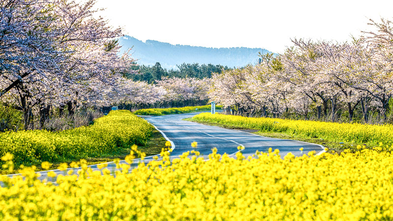 Cherry and Canola Blossoms in South Korea