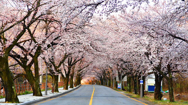 Cherry Blossoms in Southern Korea in March