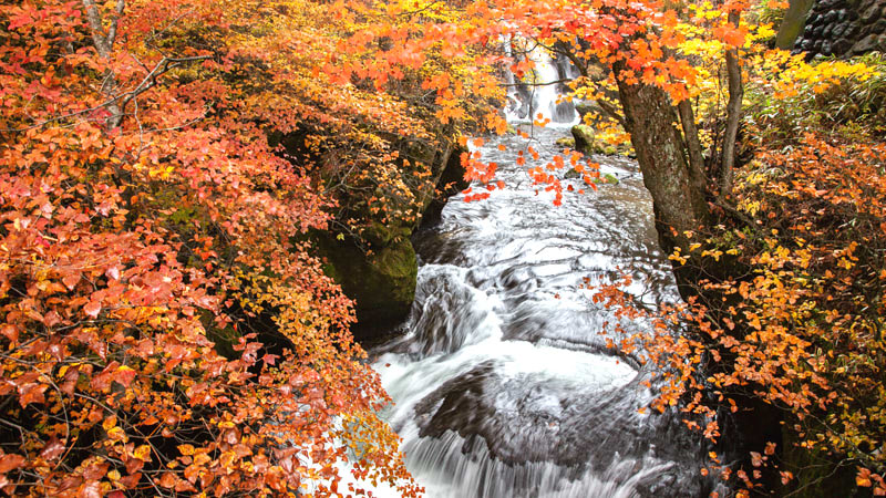 Fall Foliage Along the River