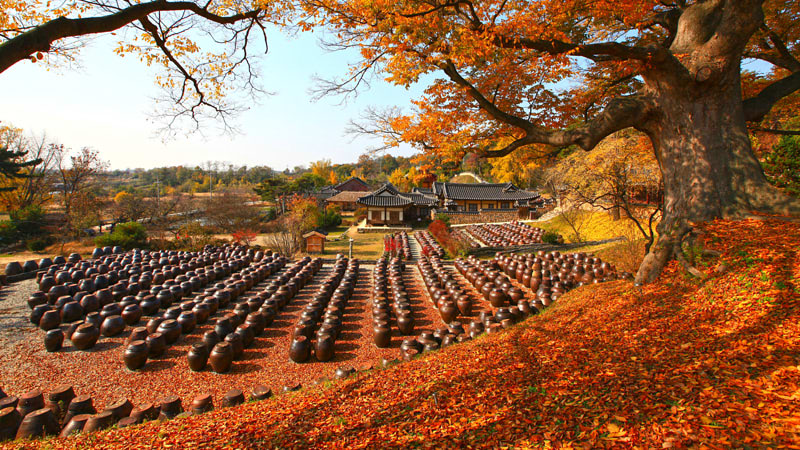Fall Foliage in South Korea in November