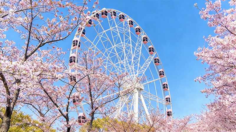 Cherry blossoms in Gucun Park, Shanghai
