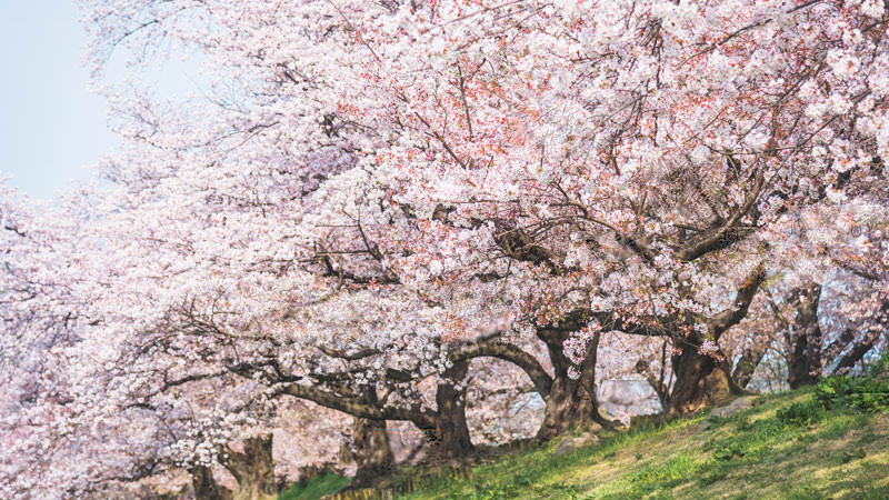 Cherry Blossoms in Matsumae Park