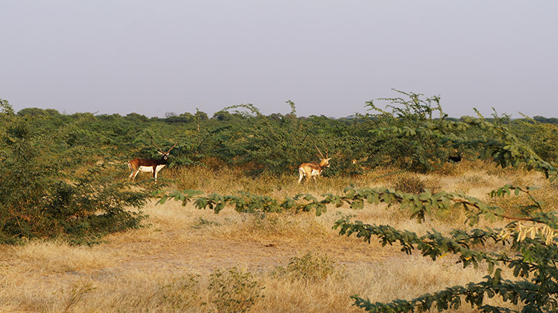 Bishnoi Village in Jaisalmer
