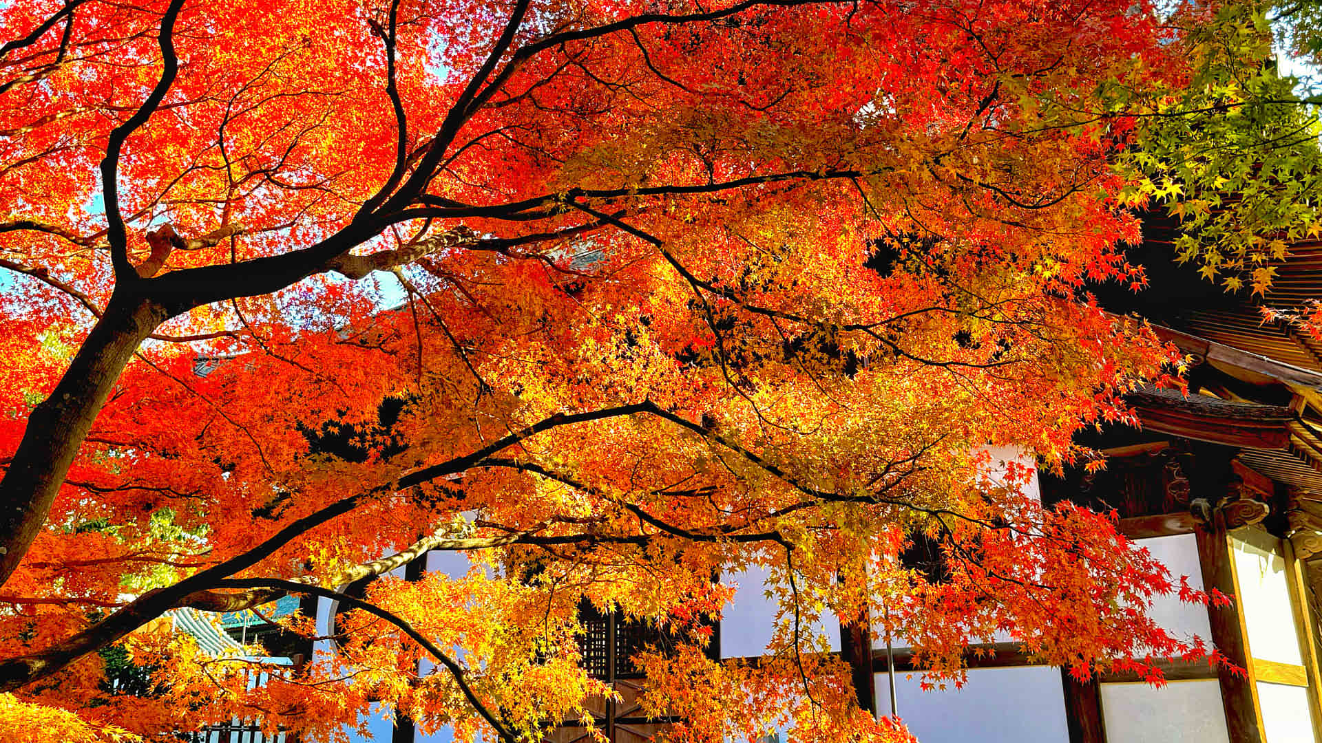 ・ふたつの声 ・Autumn Day Autumn Day